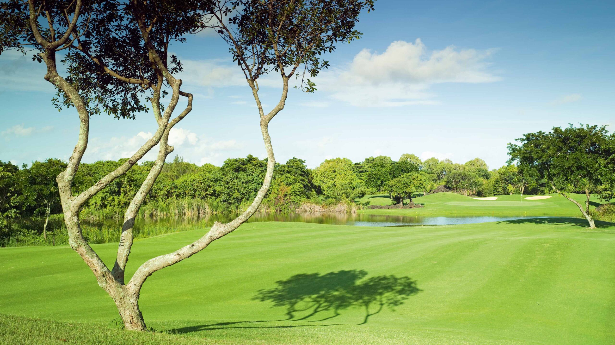 Golfplatz_Links_mit_Baum