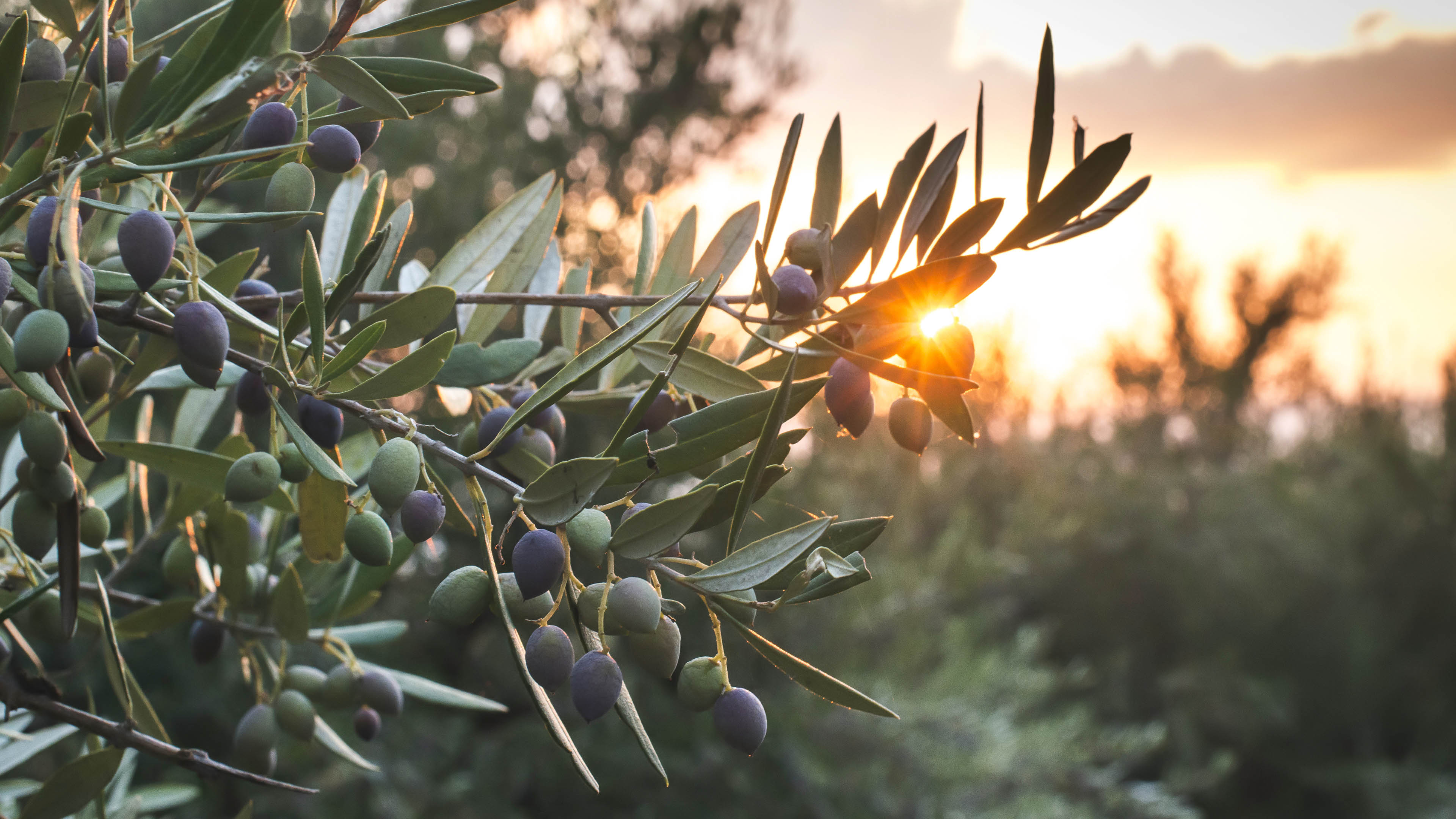 Griechenland_Olivenbaum